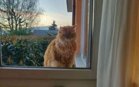 窗台边的橘色暖阳