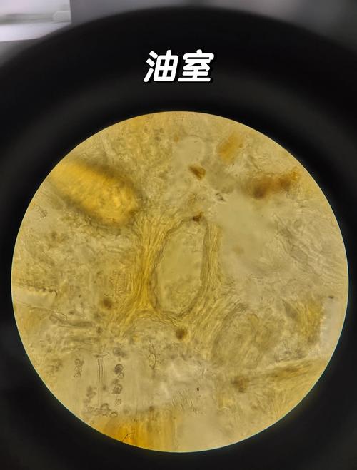 工业设备油液磨粒显微分析图像