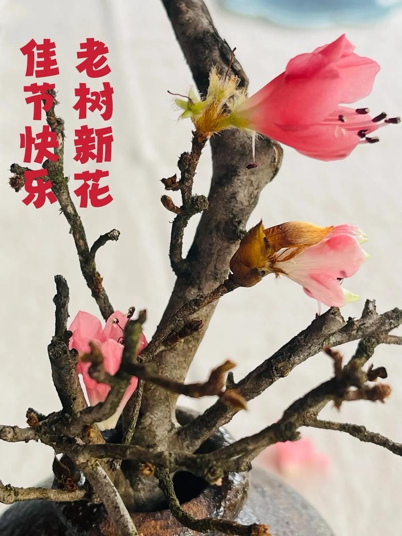 当DDC遇上IoT：老树开新花