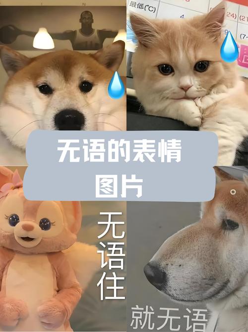 那些让人无语的QA